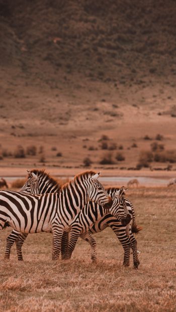 Обои 750x1334 Заповедник Нгоронгоро, Танзания, зебры, млекопитающие