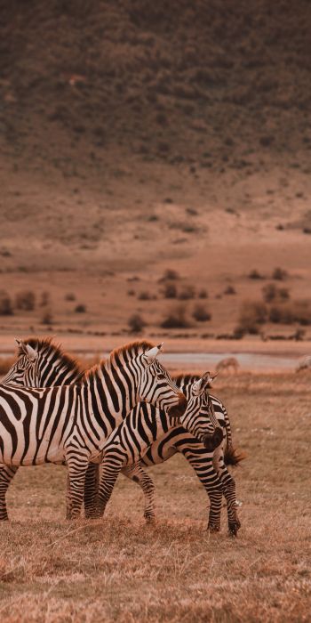 Ngorongoro Game Reserve, Tanzania, zebras, mammals Wallpaper 720x1440