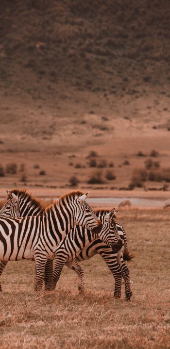 Ngorongoro Game Reserve, Tanzania, zebras, mammals Wallpaper 1440x2960