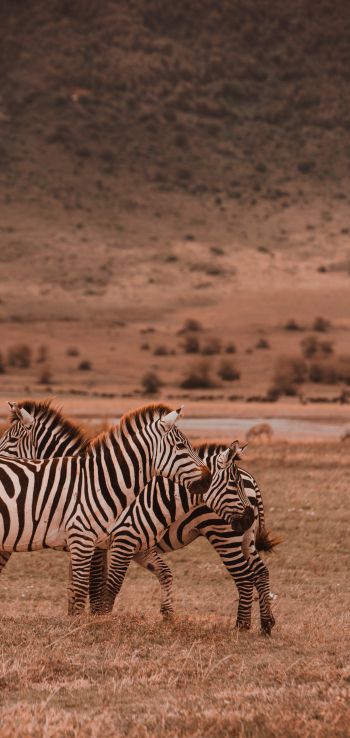 Ngorongoro Game Reserve, Tanzania, zebras, mammals Wallpaper 1440x3040