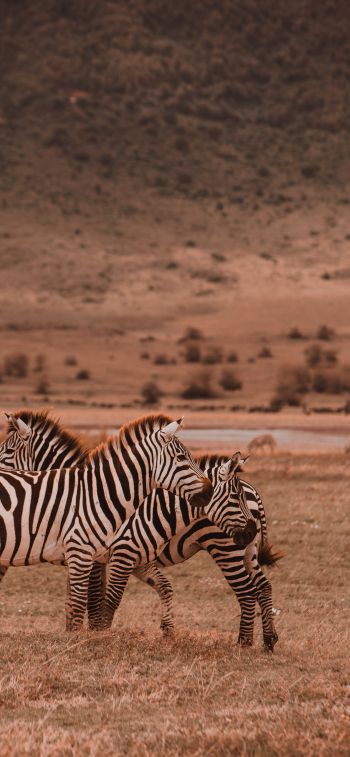 Ngorongoro Game Reserve, Tanzania, zebras, mammals Wallpaper 1284x2778