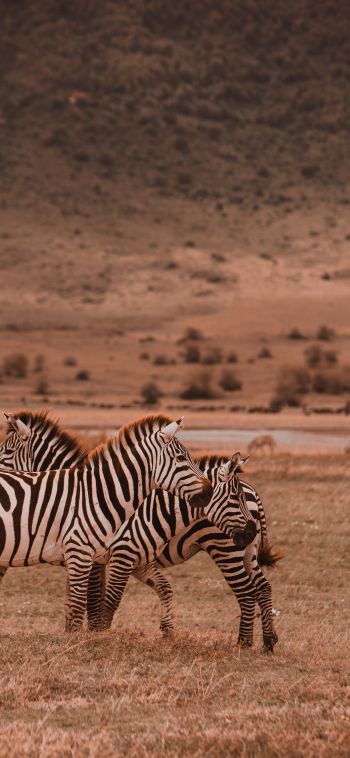 Ngorongoro Game Reserve, Tanzania, zebras, mammals Wallpaper 1080x2340