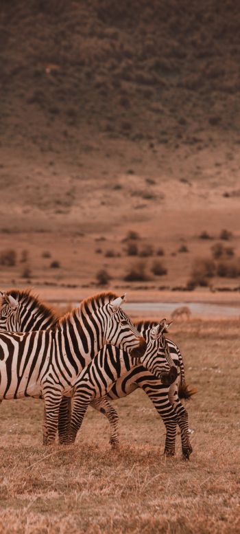 Ngorongoro Game Reserve, Tanzania, zebras, mammals Wallpaper 1440x3200