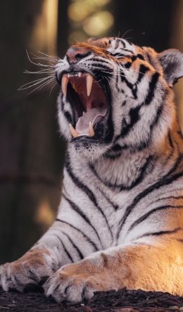 Belgium, wild nature, tiger Wallpaper 600x1024