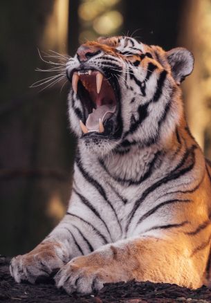 Belgium, wild nature, tiger Wallpaper 1640x2360