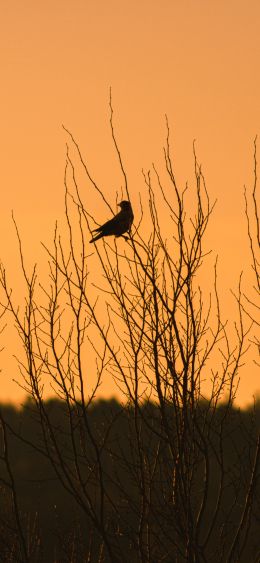 Nature's House, Orebro, Sweden, house of nature, bird Wallpaper 1080x2340