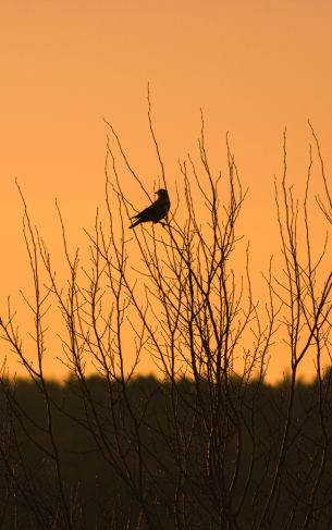 Nature's House, Orebro, Sweden, house of nature, bird Wallpaper 1752x2800