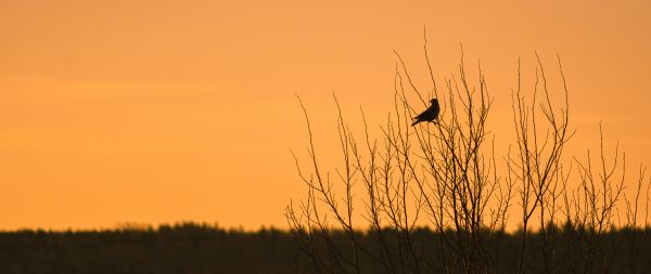 Обои 2560x1080 Naturens Hus, Эребру, Швеция, дом природы, птица