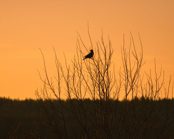 Nature's House, Orebro, Sweden, house of nature, bird Wallpaper 1280x1024