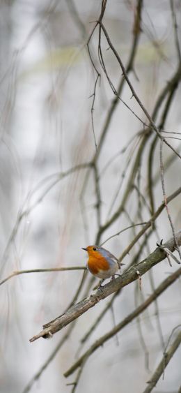 Orebro, Sweden, bird, nature Wallpaper 1080x2340