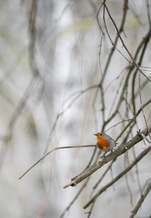 Orebro, Sweden, bird, nature Wallpaper 1640x2360