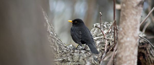 Orebro, Sweden, thrush, bird, wild Wallpaper 2560x1080