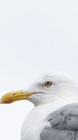 Knipppla, Calle-knippla, Sweden, seagull Wallpaper 720x1280
