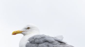 Knipppla, Calle-knippla, Sweden, seagull Wallpaper 1366x768