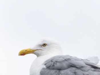 Knipppla, Calle-knippla, Sweden, seagull Wallpaper 800x600
