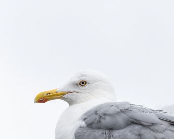 Knipppla, Calle-knippla, Sweden, seagull Wallpaper 1280x1024