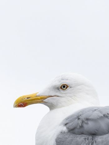 Knipppla, Calle-knippla, Sweden, seagull Wallpaper 1620x2160