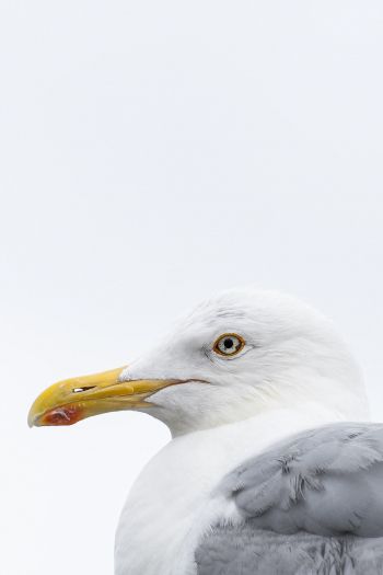 Knipppla, Calle-knippla, Sweden, seagull Wallpaper 640x960