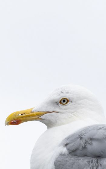 Knipppla, Calle-knippla, Sweden, seagull Wallpaper 800x1280