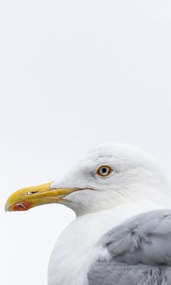 Knipppla, Calle-knippla, Sweden, seagull Wallpaper 1200x2000