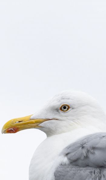 Knipppla, Calle-knippla, Sweden, seagull Wallpaper 600x1024