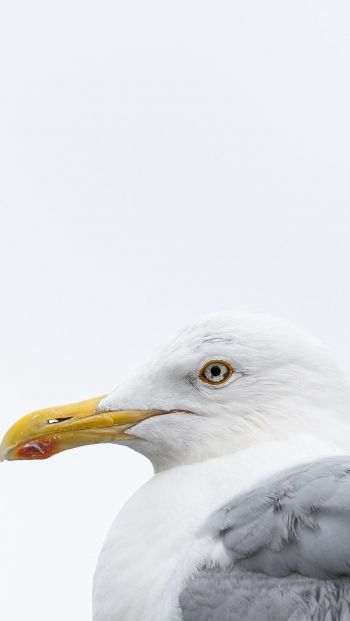 Knipppla, Calle-knippla, Sweden, seagull Wallpaper 640x1136