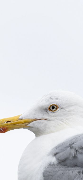 Knipppla, Calle-knippla, Sweden, seagull Wallpaper 828x1792