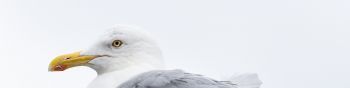 Knipppla, Calle-knippla, Sweden, seagull Wallpaper 1590x400