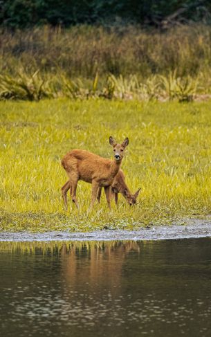 Jurgorden, Stockholm, Sweden, roe deer Wallpaper 1752x2800