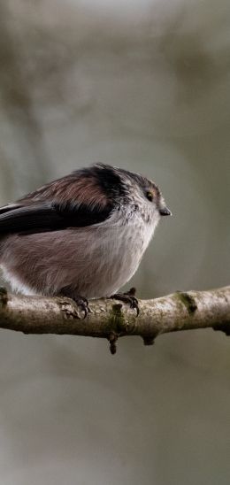 wild nature, sparrow, finch, bird Wallpaper 1080x2280