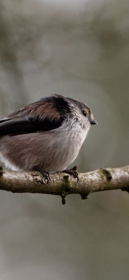 wild nature, sparrow, finch, bird Wallpaper 1080x2340
