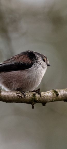 wild nature, sparrow, finch, bird Wallpaper 1080x2400