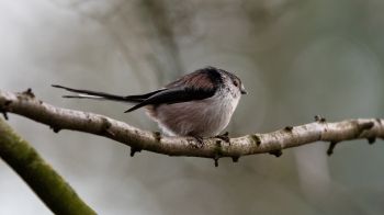 wild nature, sparrow, finch, bird Wallpaper 1366x768