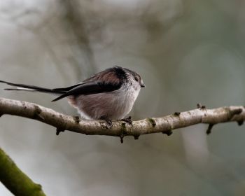 wild nature, sparrow, finch, bird Wallpaper 1280x1024