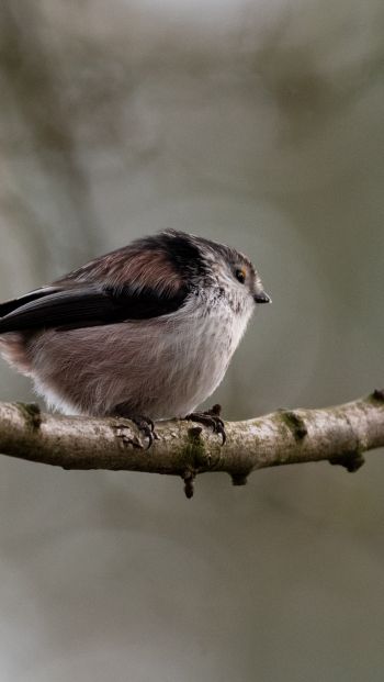 wild nature, sparrow, finch, bird Wallpaper 640x1136