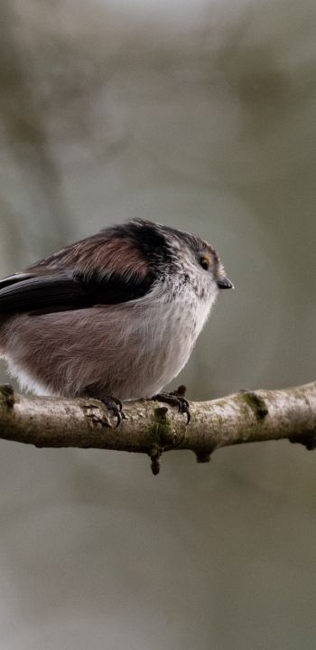 wild nature, sparrow, finch, bird Wallpaper 1080x2220