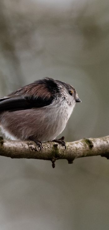 wild nature, sparrow, finch, bird Wallpaper 1080x2280