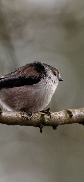 wild nature, sparrow, finch, bird Wallpaper 1080x2340