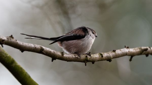 wild nature, sparrow, finch, bird Wallpaper 2560x1440