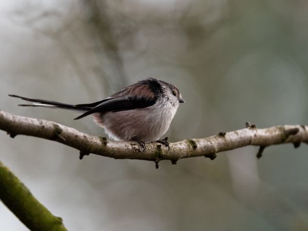 wild nature, sparrow, finch, bird Wallpaper 1024x768