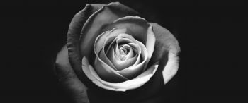 rose, black and white Wallpaper 3440x1440