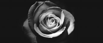 rose, black and white Wallpaper 2560x1080