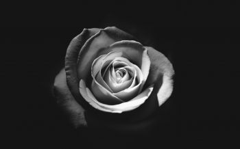 rose, black and white Wallpaper 2560x1600