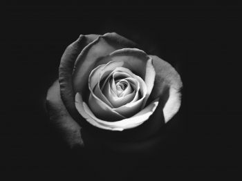 rose, black and white Wallpaper 800x600