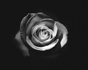 rose, black and white Wallpaper 1280x1024
