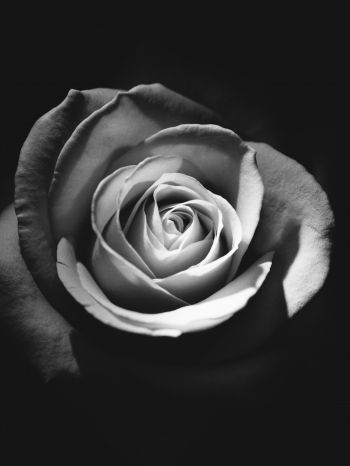Обои 2048x2732 роза, черное и белое