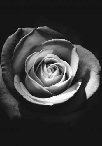 Обои 1668x2388 роза, черное и белое