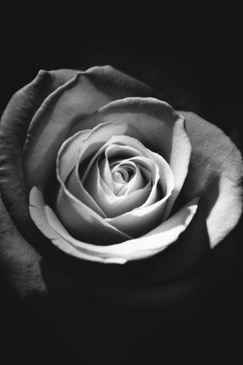 Обои 640x960 роза, черное и белое