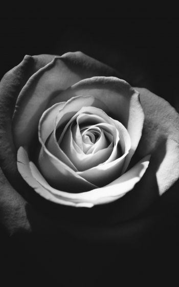 rose, black and white Wallpaper 1200x1920