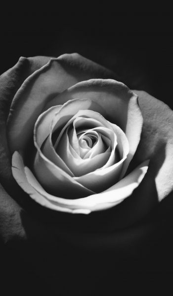 rose, black and white Wallpaper 600x1024